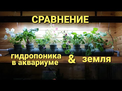 Видео: АКВАПОНИКА И ЗЕМЛЯ СРАВНЕНИЕ (ПЕТУНИИ, АРБУЗЫ, ДЫНИ, РЕДИСКА)