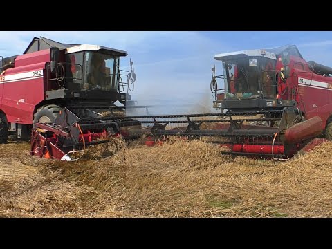 Видео: вторая часть Уборки Тритикале на большом поле/  Полесcе GS 10. GS 12. и один John Deere 9640.
