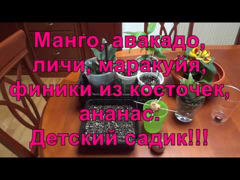 Видео: 🌺 Манго, авакадо, личи, маракуйя, финики из косточек, ананас. Детский садик!!!