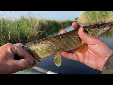 Видео: Щука и крупный окунь на малой реке