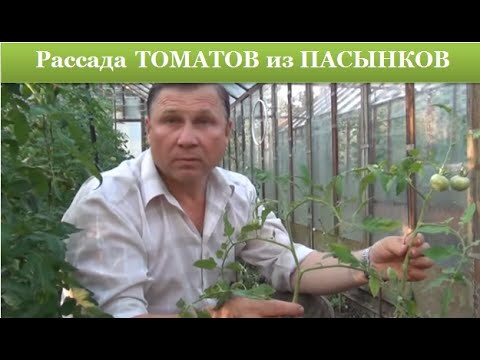 Видео: Рассада ТОМАТОВ из ПАСЫНКОВ для открытого грунта. ПОЛЕЗНЫЕ СОВЕТЫ