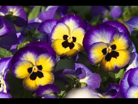 Видео: анютины глазки как комнатное растение?