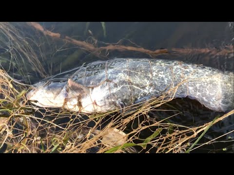 Видео: ПЛАВАЮЩАЯ СЕТКА СНОВА В ДЕЛЕ!