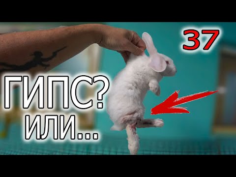 Видео: ОСНОВНЫЕ ТРАГЕДИИ КРОЛИКОВОДА