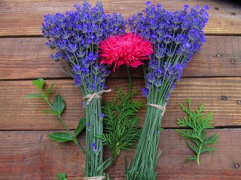 Видео: Когда лучше стричь лаванду и другие декоративные.