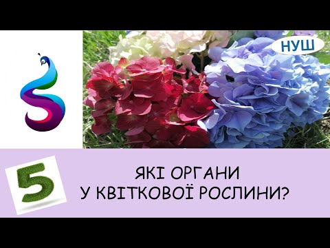 Видео: ЯКІ ОРГАНИ У КВІТКОВОЇ РОСЛИНИ?