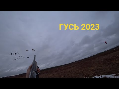 Видео: ГУСИ НАД БОЛОТОМ! ОХОТА НА СЕВЕРЕ 2023. (ЧАСТЬ 1)#охота#гуси#весна