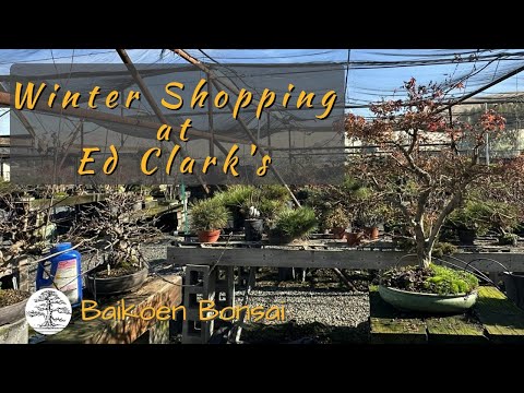 Видео: Эд Кларк – Питомник Round Valley – Зимний тур 2023 – Место для выращивания бонсай – Клуб бонсай B...