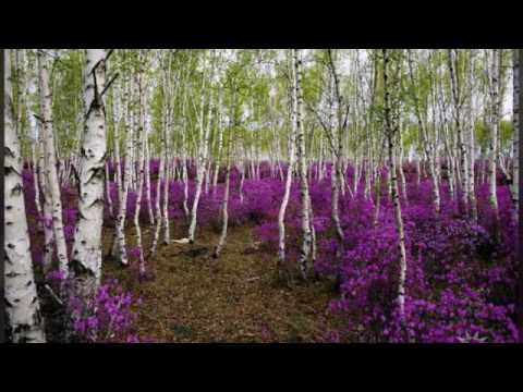 Видео: Природа  Забайкалья