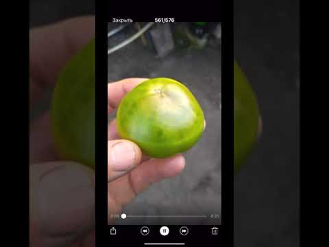 Видео: Причины вершинной гнили -  отвечаю на вопросы