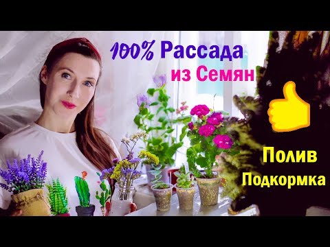Видео: Посев Семян на Рассаду. Цветы. Овощи. Полив. Подкормки.
