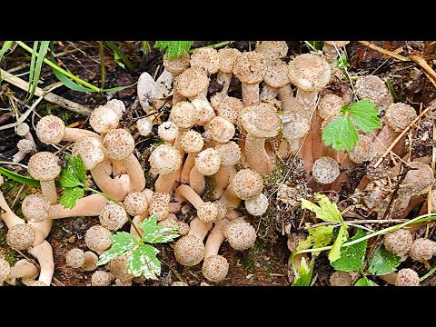 Видео: Лес сказочных опят