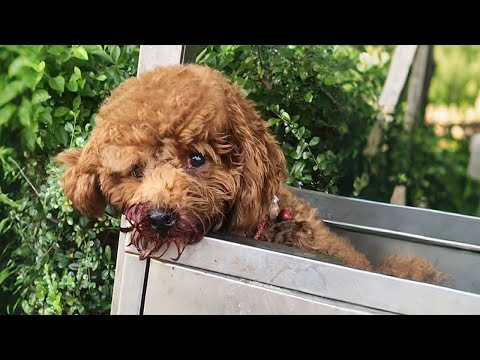 Видео: Раненого щенка пьяный хозяин выбросил в мусор, я не смог проигнорировать его молящий взгляд