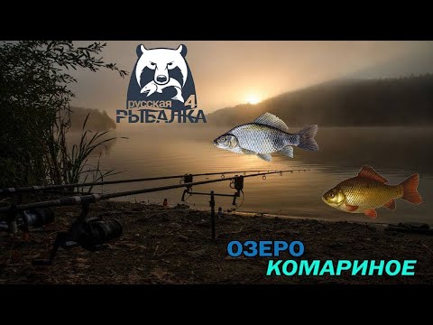 Видео: 🐟Охота за Трофейным Сер Карасем #русскаярыбалка4 #russianfishing4 #рыбалка #трофей #карп #карась