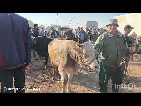 Видео: гов мол бозори кумсангир