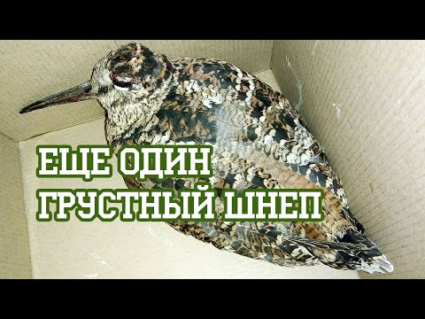 Видео: Ищем глаз у несчастного дрозда