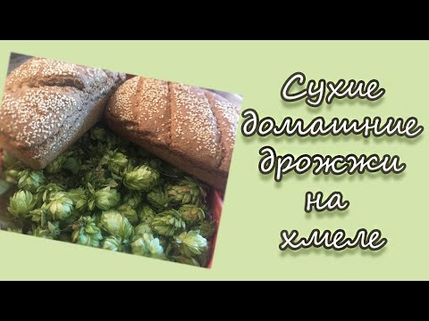 Видео: Сухие домашние дрожжи из шишечек хмеля.