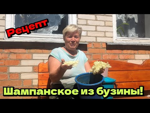 Видео: Шампанское из бузины. Квас из бузины. Старинный рецепт .