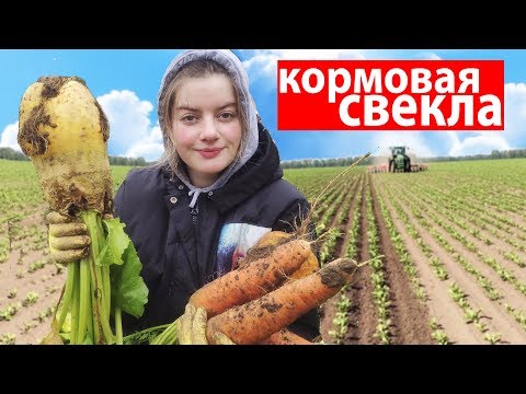 Видео: Результаты по выращиванию кормовой свеклы. Наш огород в деревне