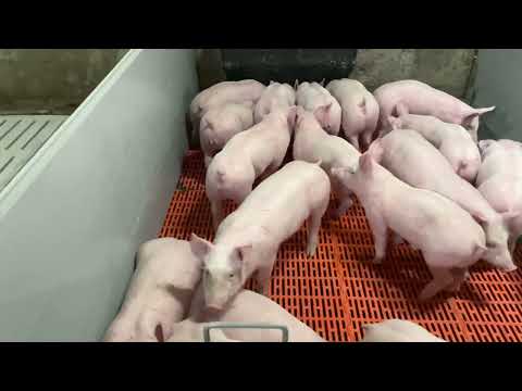 Видео: Современное свиноводство в домашних условиях. Монтаж пластиковых перегородок