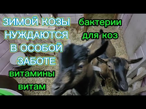 Видео: КАКИЕ ВИТАМИНЫ ДАВАТЬ КОЗАМ ЗИМОЙ ? ПОЛЕЗНЫЕ БАКТЕРИИ.