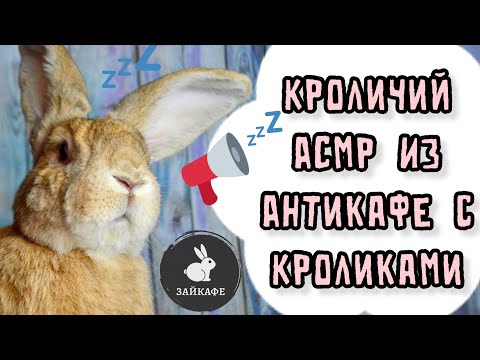 Видео: АСМР ОТ КРОЛИКОВ | СЕАНС РАССЛАБЛЯЮЩИЙ ОТ ТРЕВОГИ | ПУШИСТЫЙ АСМР