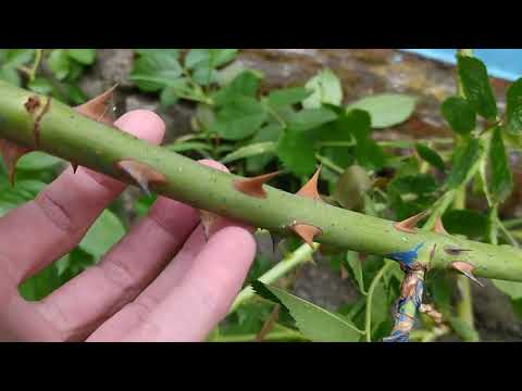 Видео: Обрезка розы Фламентанц: нюансы при формировке сорта.