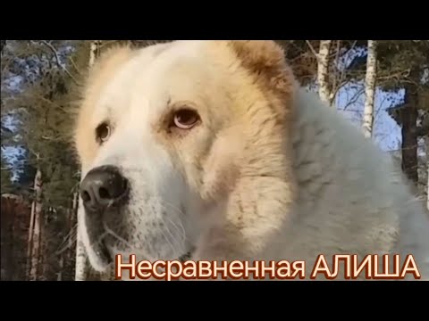 Видео: Несравненная АЛИША.
