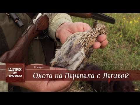 Видео: Охота на Перепела с Легавой [Шлях до Трофею №11]