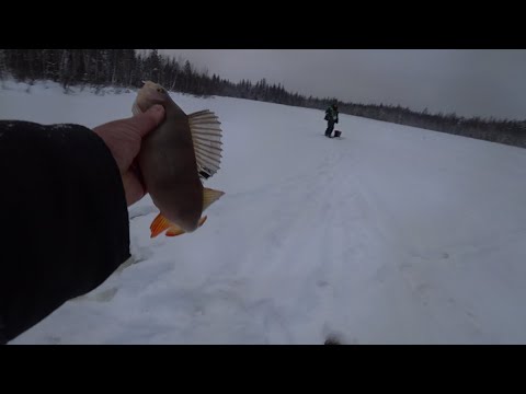 Видео: Поставили жерлицы на щуку а клюнул окунь. Небольшой отчёт о рыбалке. #Сибирь38
