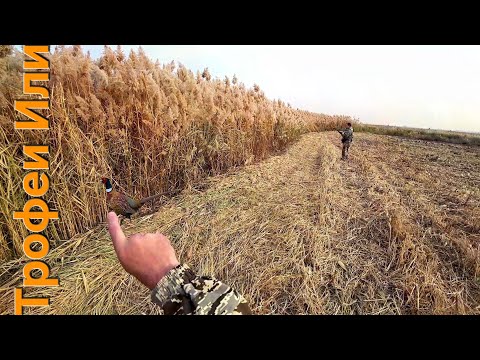 Видео: ОХОТА НА ФАЗАНА С СОБАКАМИ//ОТКРЫТИЕ ПО ФАЗАНУ//СОТНИ УТОК НА ПОЛЯХ 