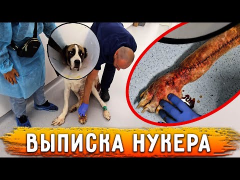 Видео: Нукера выписали, он ХОДИТ с прямой лапой. Я одна с ними в Москве, очень тяжело. Уходят большие суммы