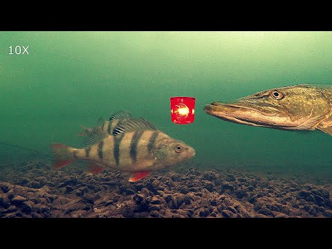 Видео: МИГАЛКА - Замануха для Хищника! Подводная съемка