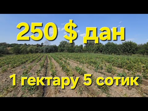 Видео: Ер сотилади Тошкент вил кадастири турар жой шошиламиз ками бор