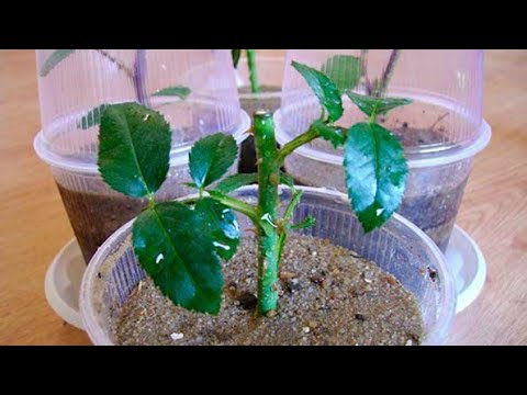 Видео: По каким признакам определить  идёт ли процесс укоренение черенка розы .