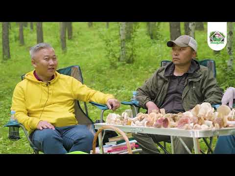 Видео: "Мөөгтэй яриа" Episode #02 Х.Алтанцэцэг, Н.Хэрлэнчимэг, Г.Бүрэнбаатар, С.Алтансүх, Gabi Gabizm