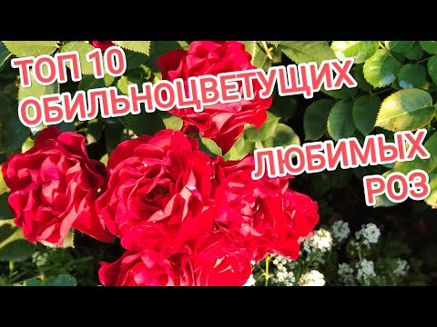 Видео: РОЗЫ.Бенджамин Бриттен, Манстед Вуд, Дарси Бассел и другие любимые розы.