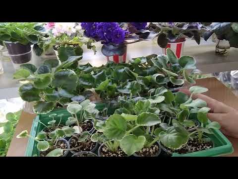 Видео: Фиалки./  Как вырастить здоровую детку.