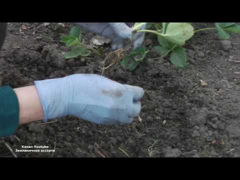 Видео: КАК РАЗМНОЖИТЬ  БЕЗУСУЮ   САДОВУЮ ЗЕМЛЯНИКУ (КЛУБНИКУ)
