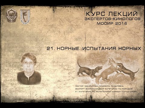 Видео: Лекция 21  Норные. Испытания норных. (Курсы экспертов-кинологов МООиР 2016)