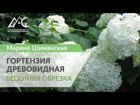 Видео: Обрезка древовидной гортензии весной
