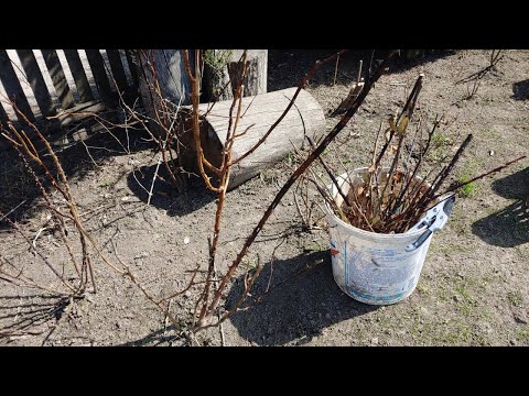 Видео: мої троянди почорніли... / ДОГЛЯД ЗА ТРОЯНДАМИ.