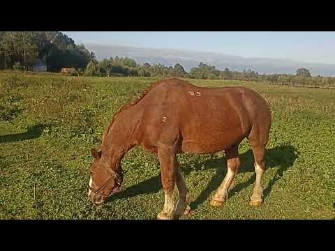 Видео: Стреножил жеребца. 