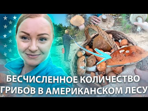 Видео: МАССОВЫЙ СБОР ГРИБОВ В США / ПОДОСИНОВИКИ/ МАСЛЯТА #лесныегрибы #грибы #capecod #mushroompicking