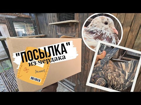 Видео: Экспериментальные пары. Бакинские мраморные голуби | 2025 | Baku high-flying St/Almond pigeons