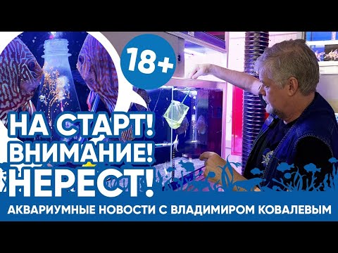 Видео: Аквариумные новости с Владимиром Ковалевым (29.04.2023). Бесконечный нерест!