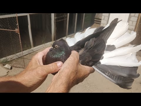 Видео: Голуби моего дедушки, гоняем молодых и подбрасывем старых - 3