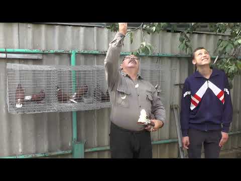 Видео: Внимание !Обращение молодого голубевода к взрослим голубеводов ......