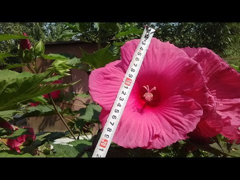 Видео: Гибискус травянистый: размножение делением куста| Hibiscus moscheutos