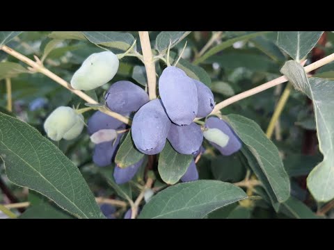 Видео: ВСЁ О ЖИМОЛОСТИ! ЧТО Я ЗНАЮ! Четвертый год посадки